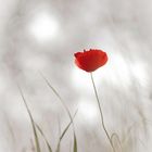 coquelicot .... 2