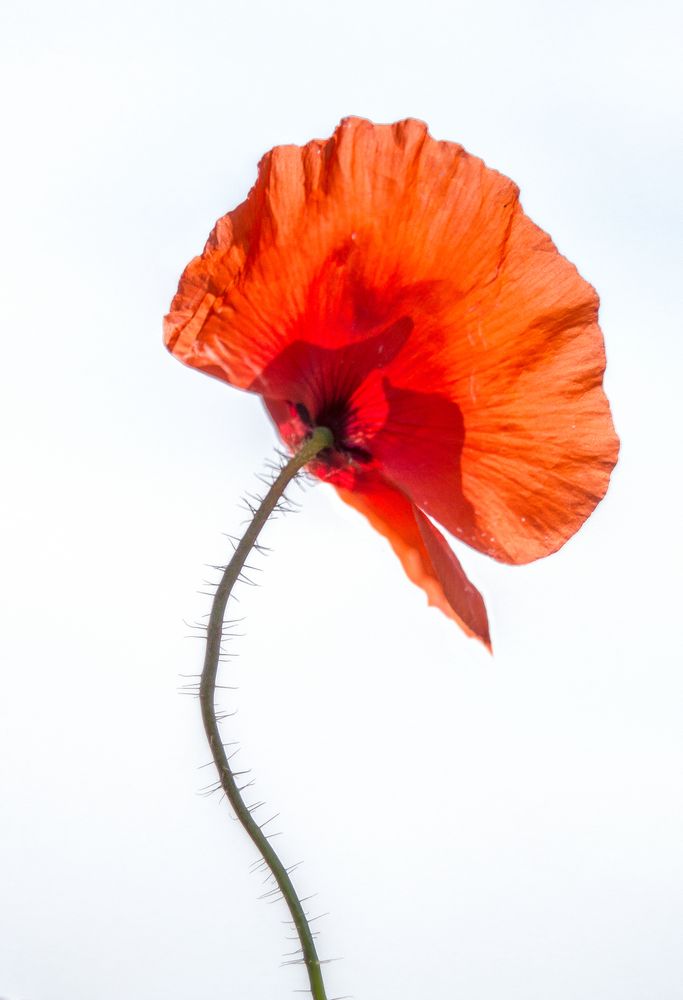 coquelicot 2