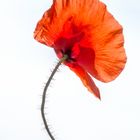 coquelicot 2