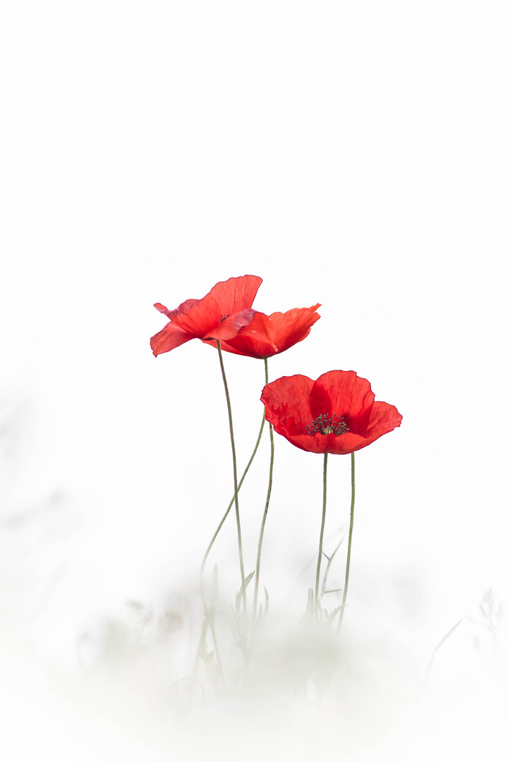 coquelicot 2019