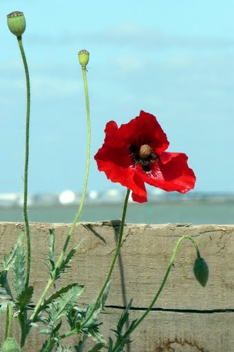 Coquelicot