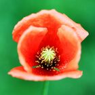 Coquelicot