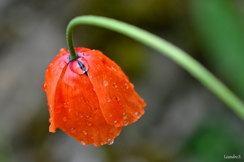 coquelicot