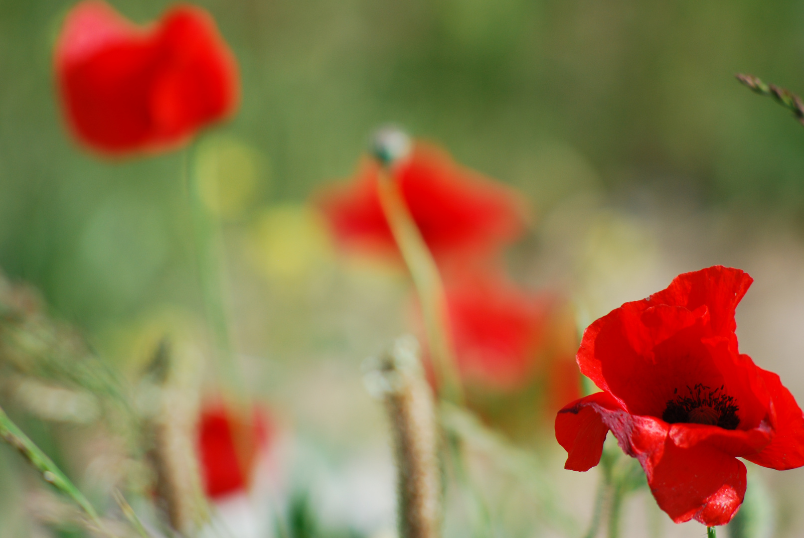 Coquelicot