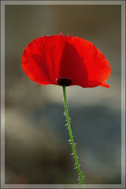 Coquelicot