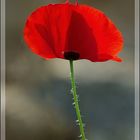 Coquelicot