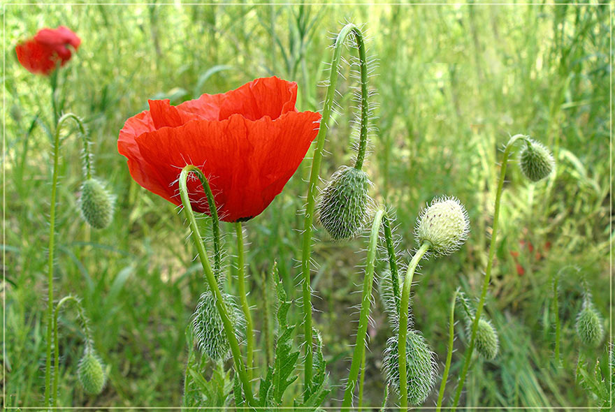 Coquelicot 3