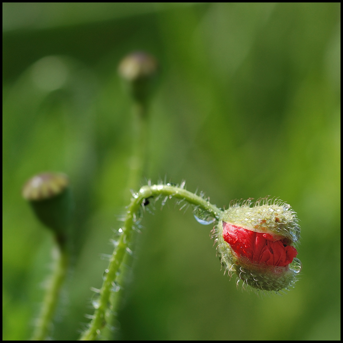 coquelicot (3)