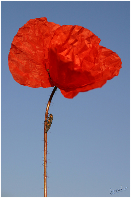 coquelicot 3