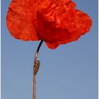 coquelicot 3