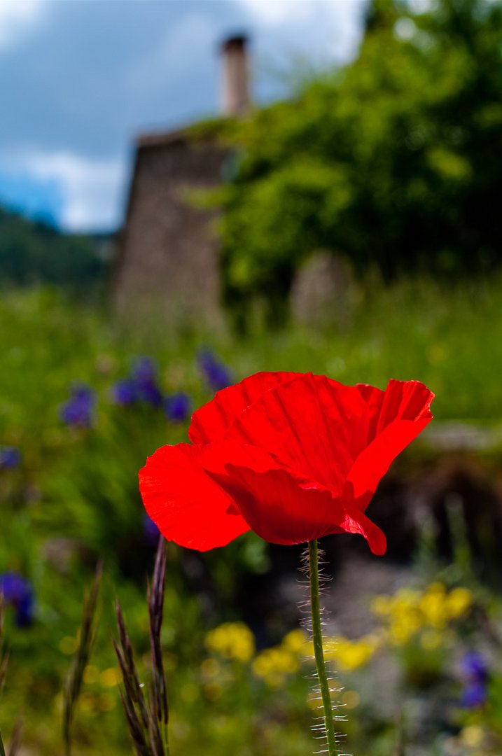 Coquelicot