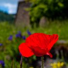 Coquelicot