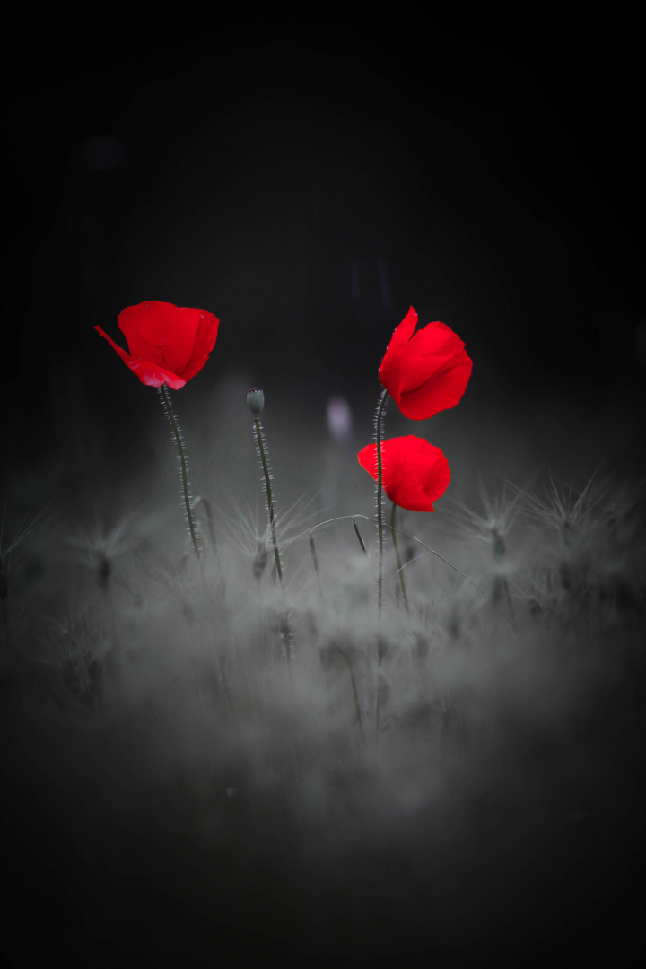 coquelicot