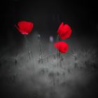 coquelicot