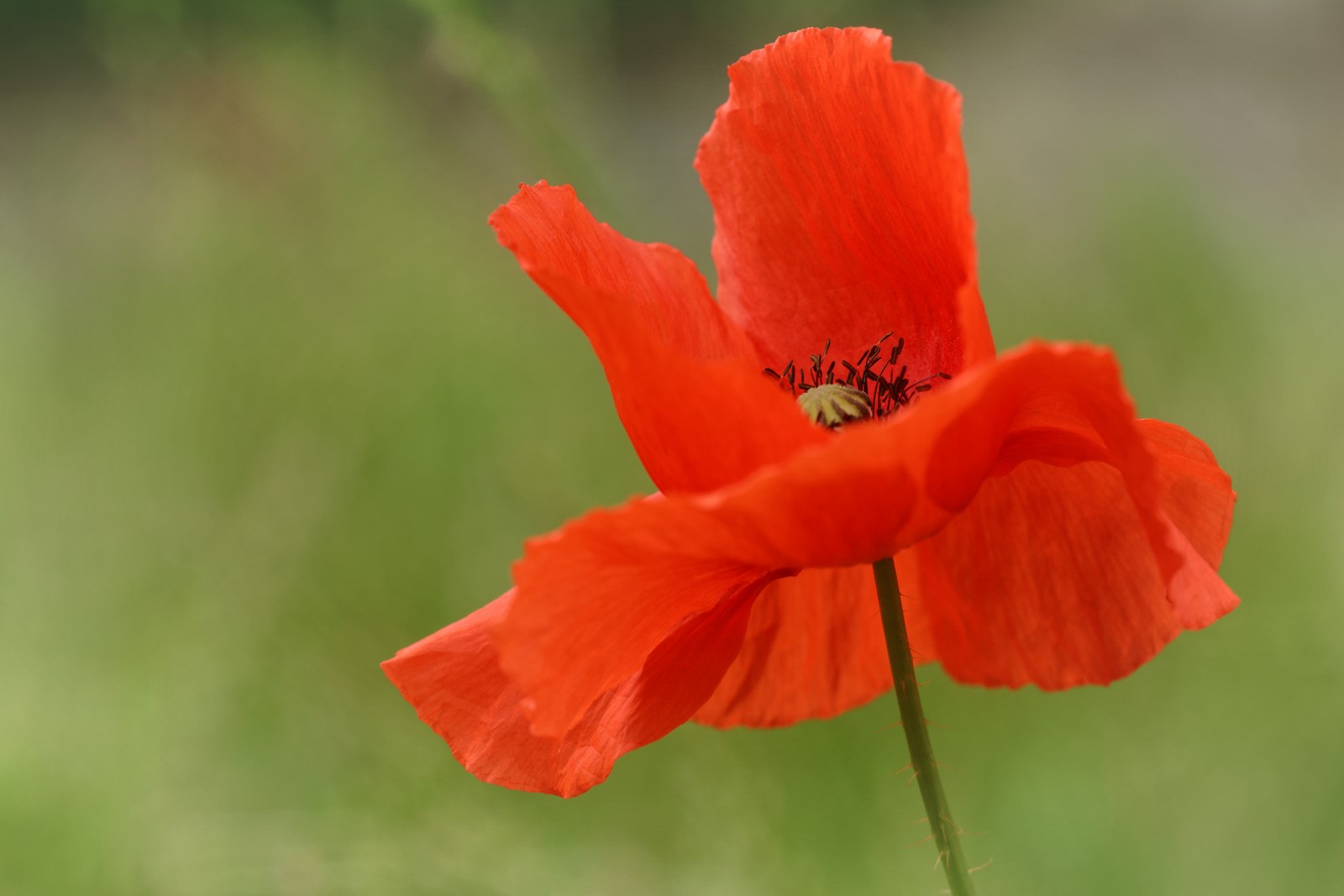 Coquelicot