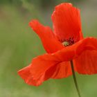 Coquelicot