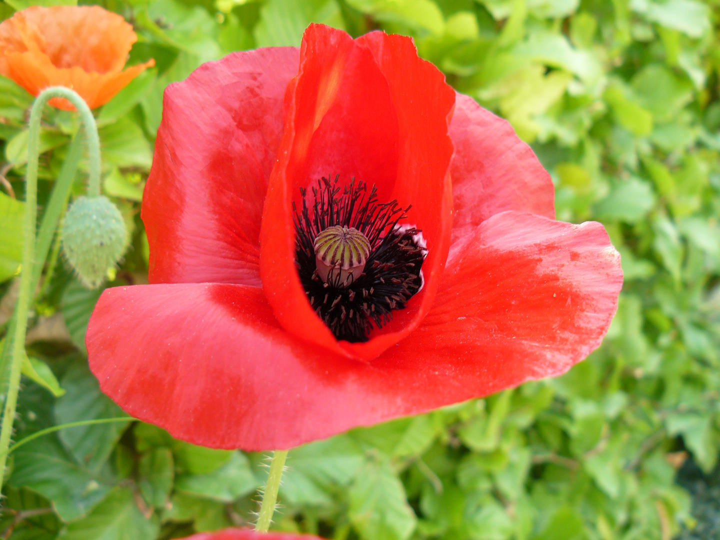 coquelicot