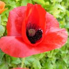 coquelicot