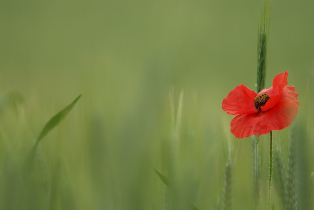 Coquelicot