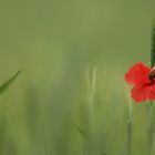 Coquelicot