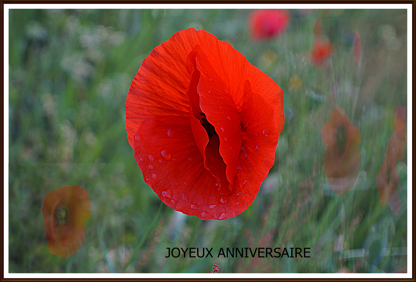 coquelicot