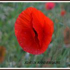 coquelicot