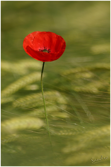 coquelicot 4