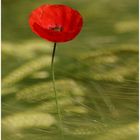 coquelicot 4