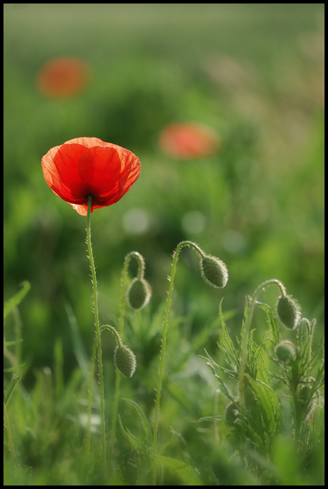 coquelicot (4)