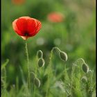 coquelicot (4)