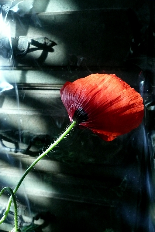 coquelicot 4