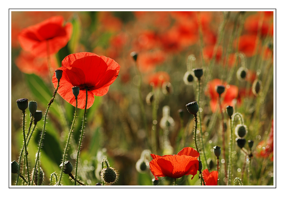 coquelicot (4)