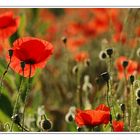 coquelicot (4)