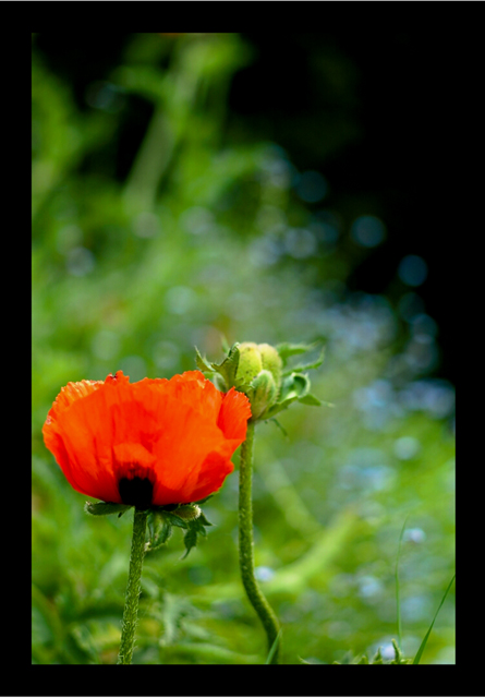 coquelicot