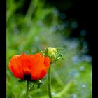 coquelicot