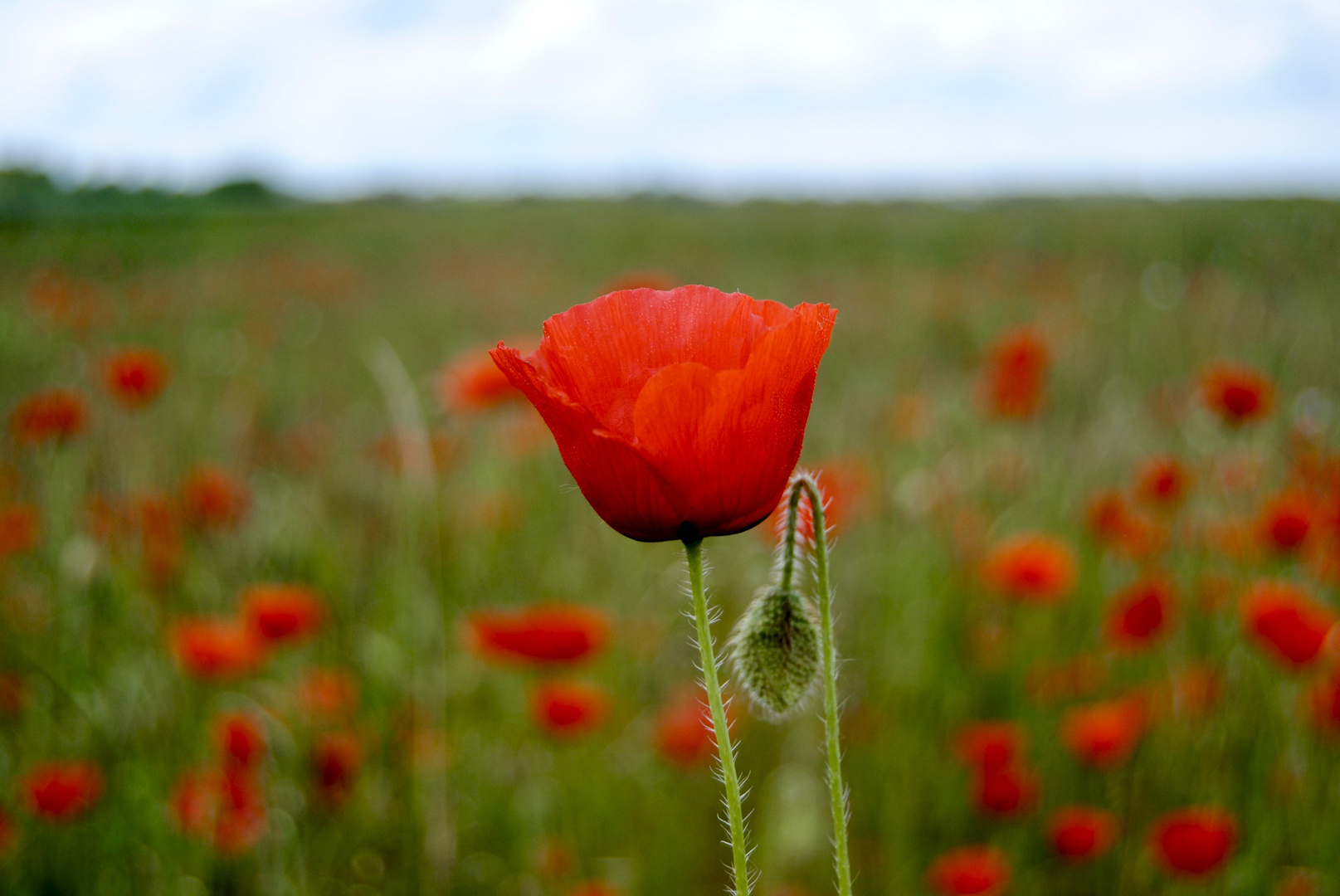 coquelicot