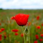 coquelicot