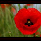 Coquelicot