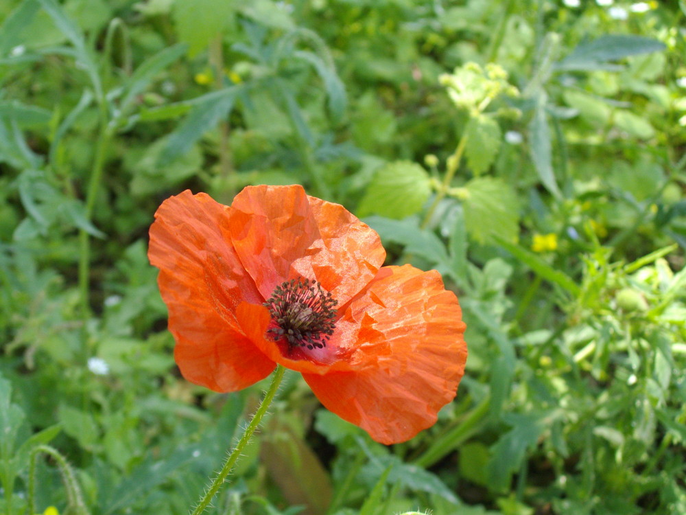 CoquelicOt