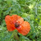 CoquelicOt