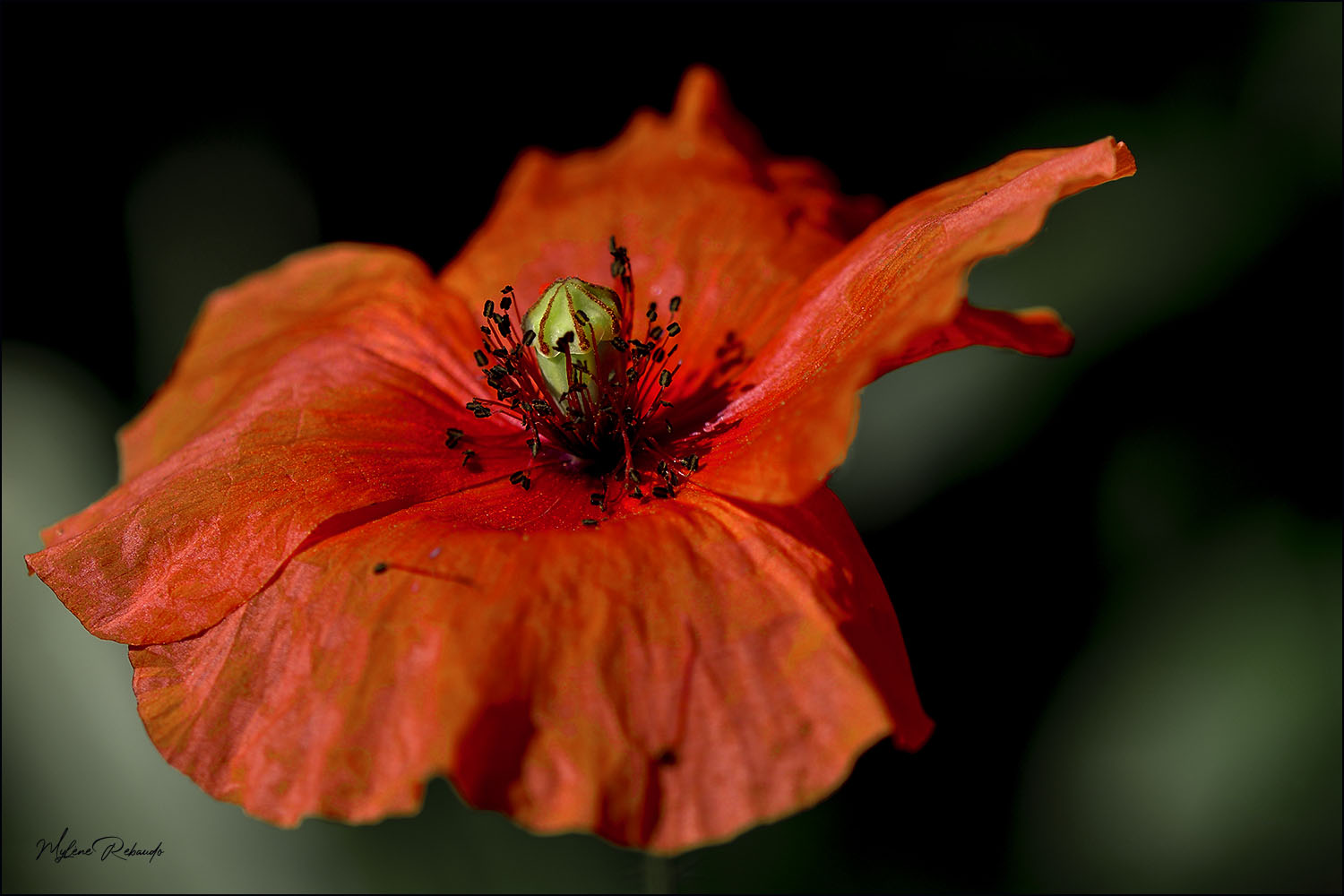 COQUELICOT