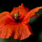 COQUELICOT