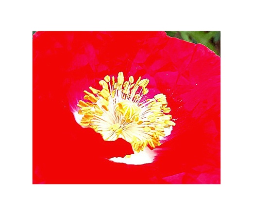 coquelicot