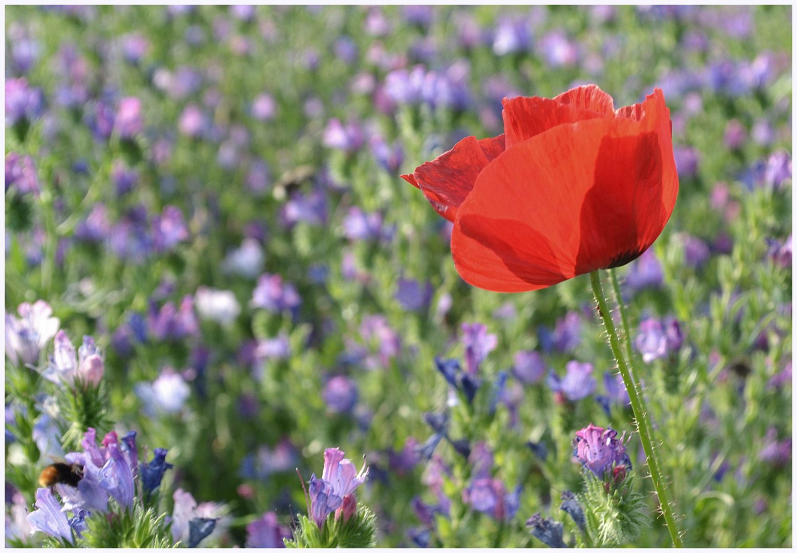 Coquelicot