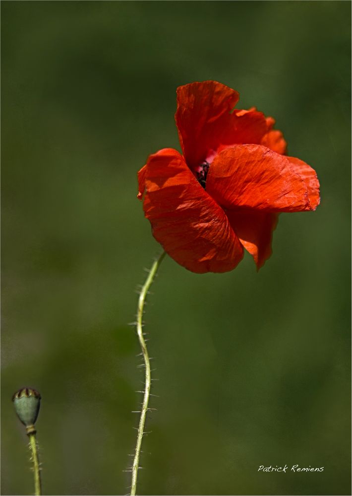 coquelicot 5