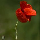 coquelicot 5