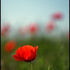 coquelicot (5)