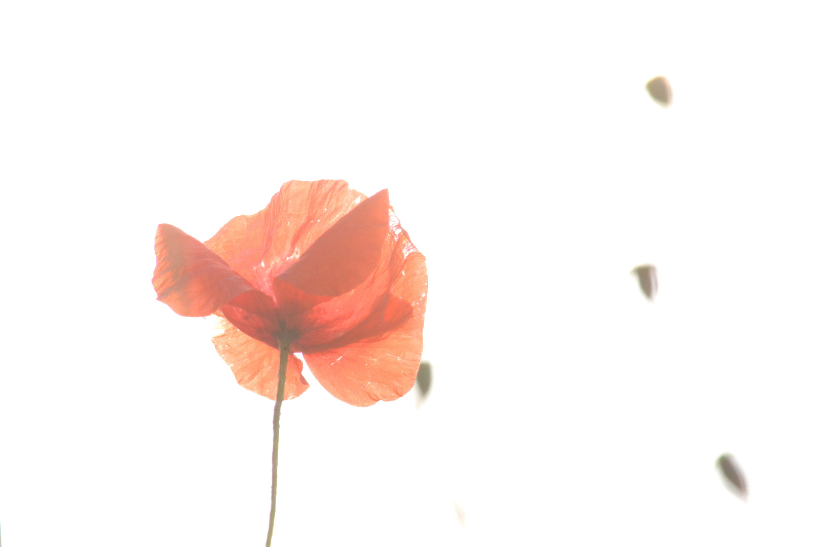 coquelicot