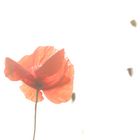 coquelicot