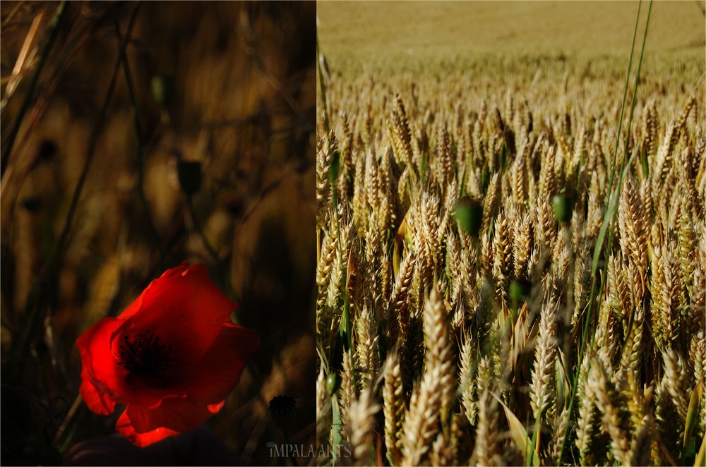 Coquelicot